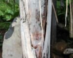 Syagrus romanzoffiana – pielęgnacja palmy