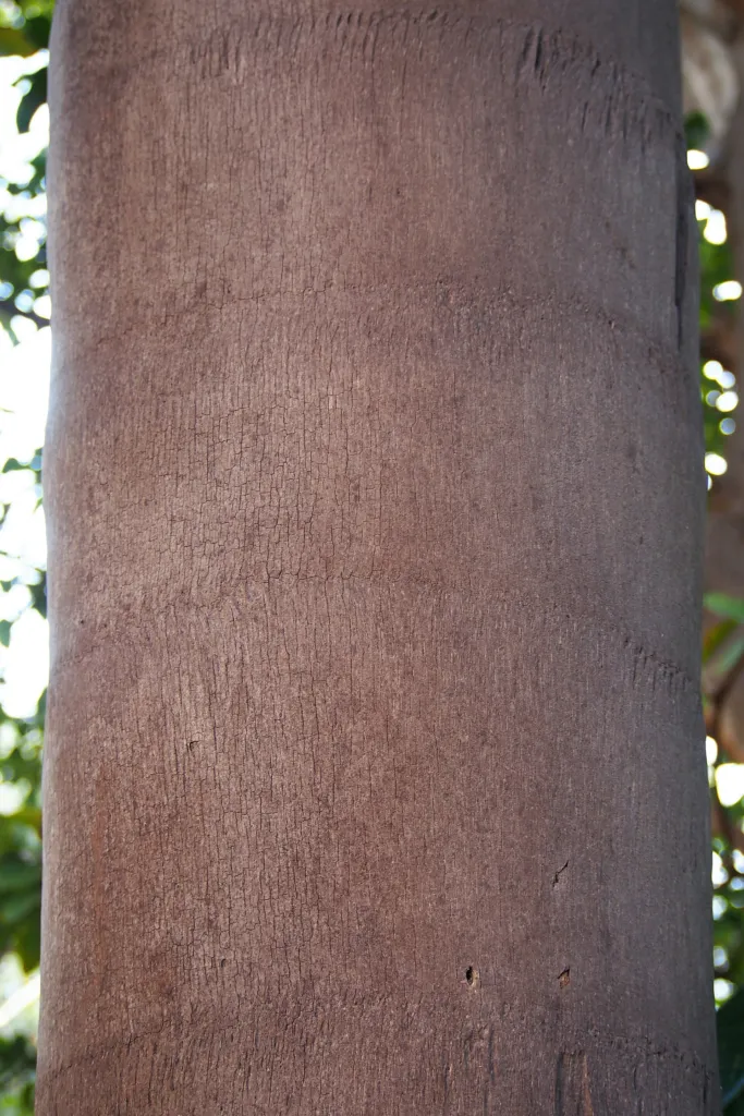 Syagrus romanzoffiana – in a garden setting, plant photo