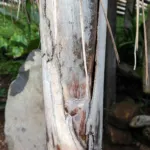 Syagrus romanzoffiana care guide (Syagrus romanzoffiana) – plant photo