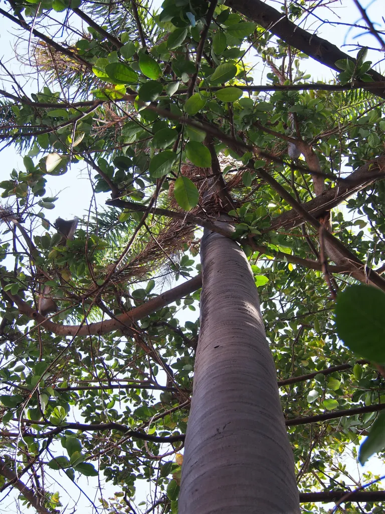 Syagrus romanzoffiana – in a garden setting, plant photo