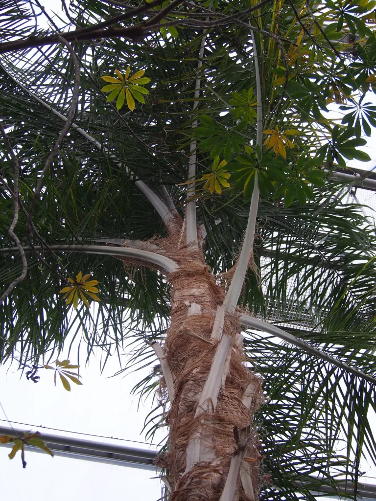 Syagrus romanzoffiana – in a garden setting, plant photo