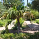 Arikury Palm (Syagrus schizophylla) – plant photo