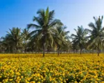 Tagetes (Tagetes erecta): guida alla coltivazione