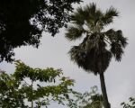 Talipotpalme (Borassus flabellifer): Pflege und Überwinterung