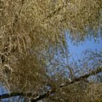 Talipotpalme (Corypha umbraculifera) – Pflanzenfoto