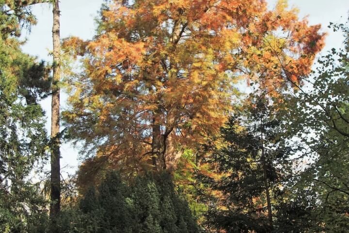 Taxodium 'Distichum'
