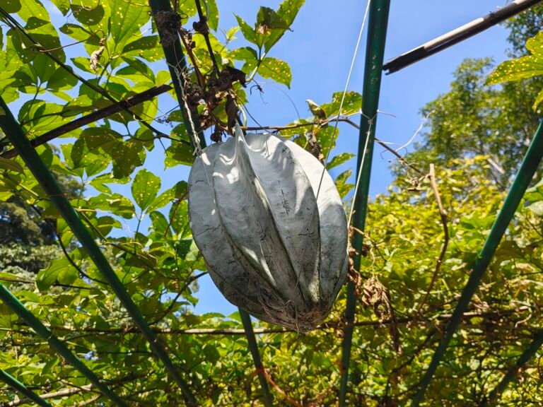 Telfairia occidentalis – foto della pianta