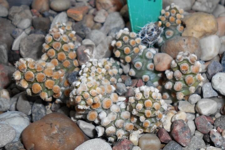 Tephrocactus molinensis