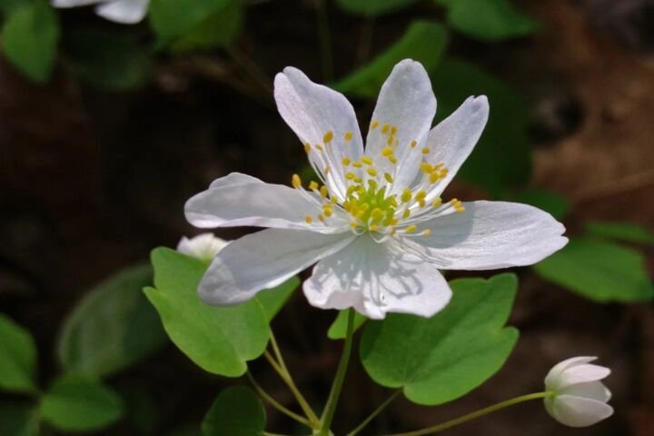 Thalictrum thalictroides