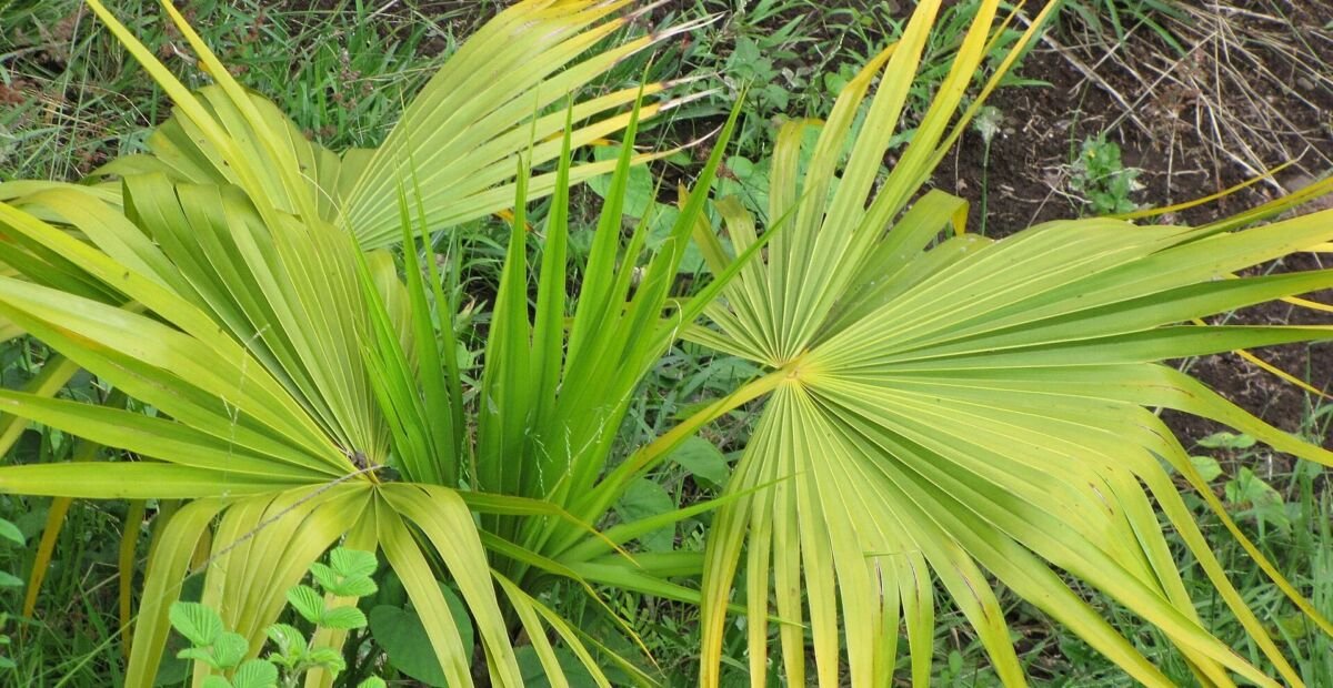 Thrinax radiata – fotografia rastliny
