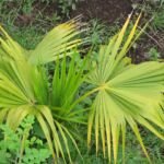 Thrinax radiata – fotografia rastliny