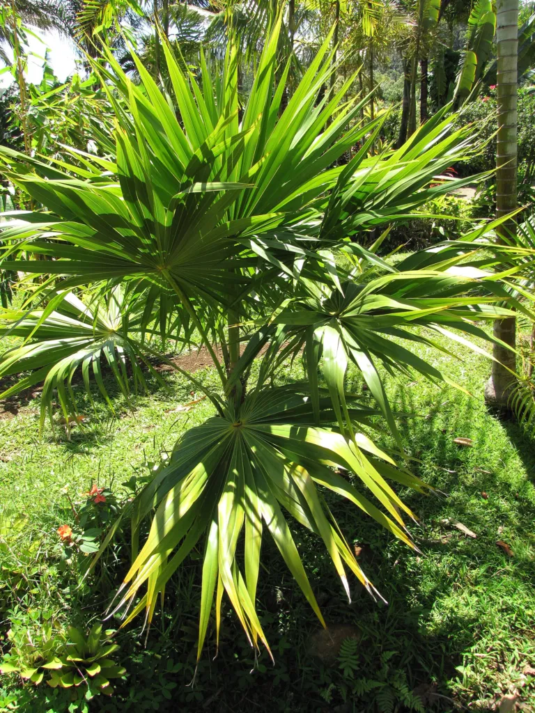 Thrinax radiata – v záhrade, fotografia rastliny