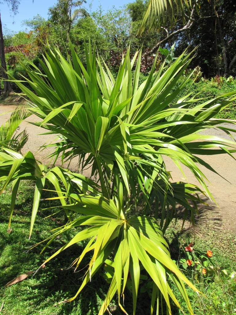 Thrinax radiata – v záhrade, fotografia rastliny