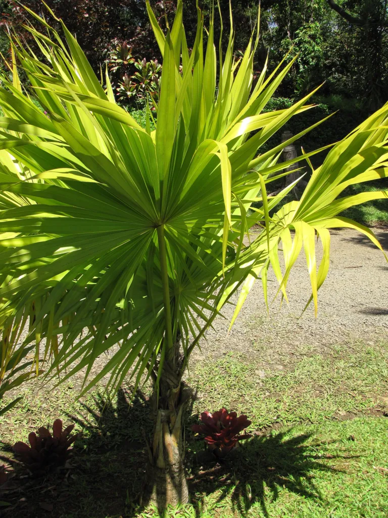 Thrinax radiata – v záhrade, fotografia rastliny