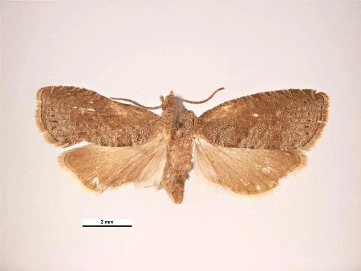 Tignola orientale del pesco