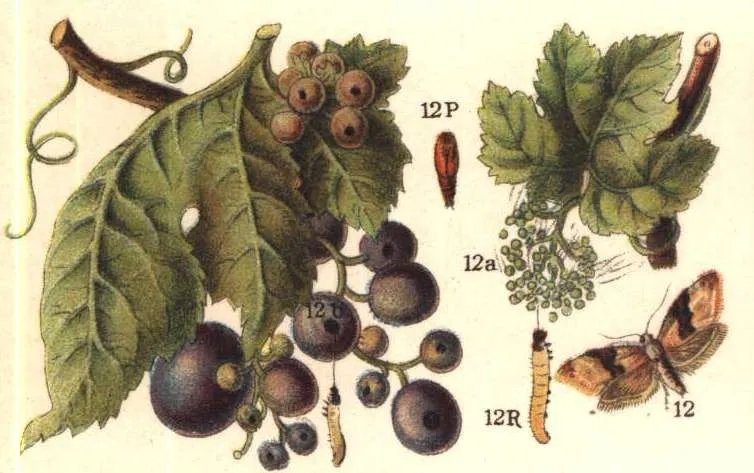 Tignoletta della vite – foto diagnostica