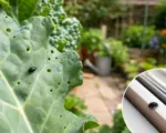 Tiny Black Beetles in the Home or Garden: Identify Them Before You Reach for Spray
