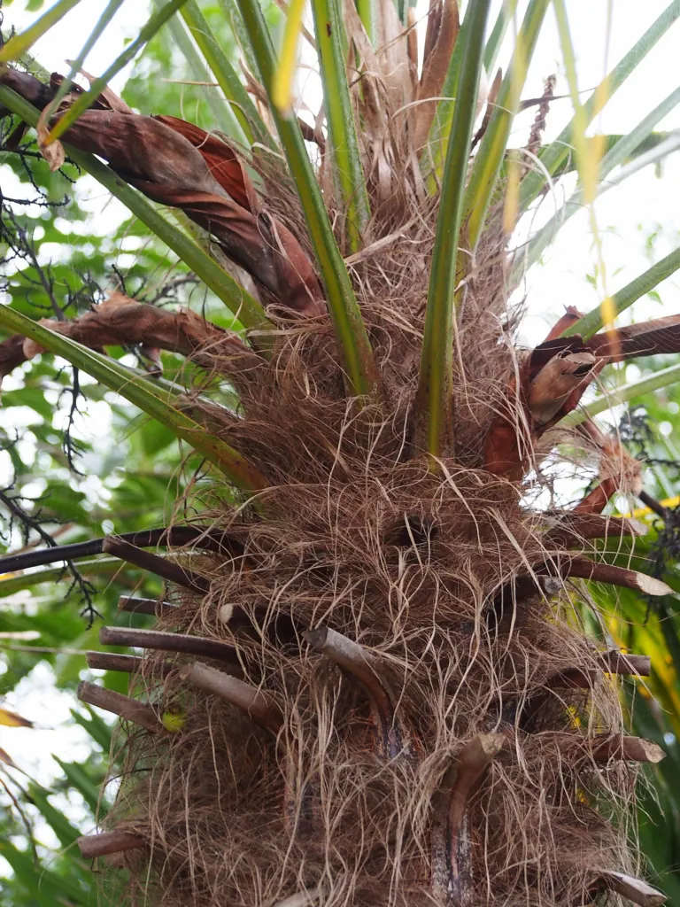 he Chusan palm (Trachycarpus fortunei) – in a garden setting, plant photo