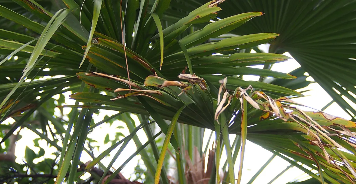 he Chusan palm (Trachycarpus fortunei) – plant photo