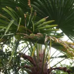 he Chusan palm (Trachycarpus fortunei) – plant photo