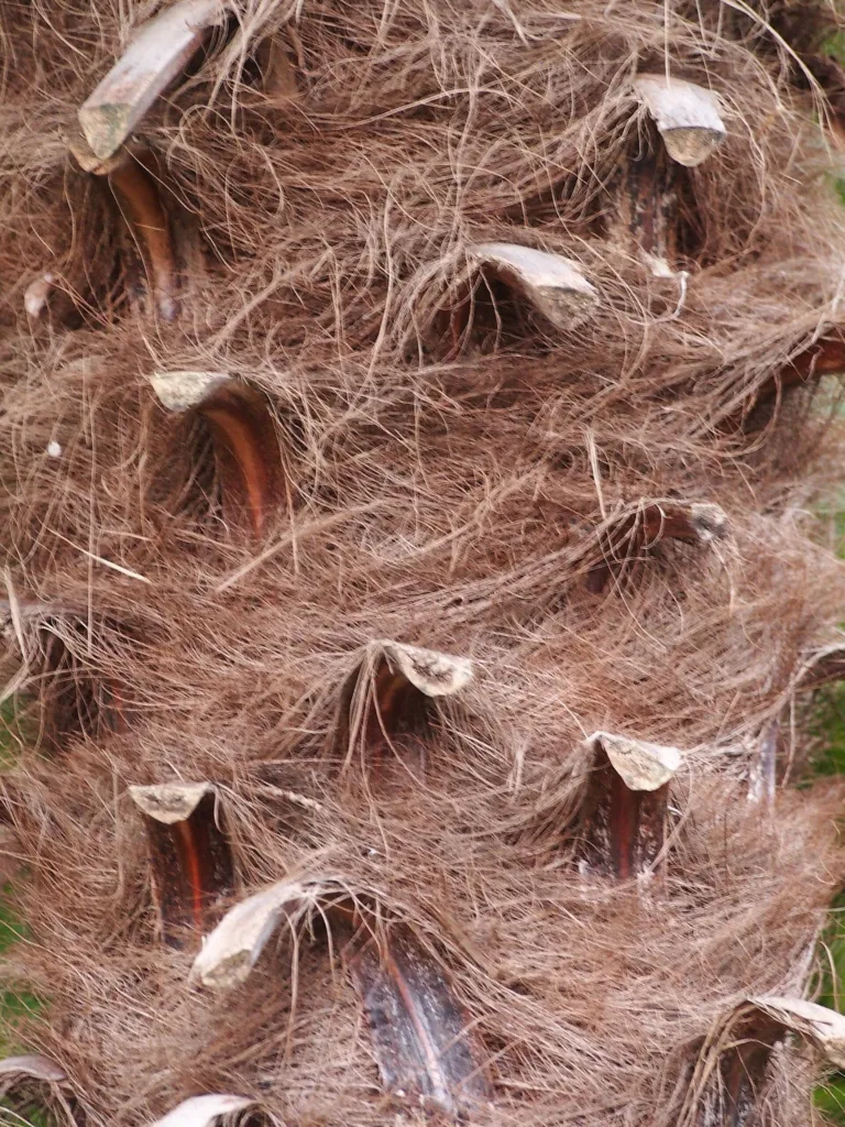 he Chusan palm (Trachycarpus fortunei) – in a garden setting, plant photo