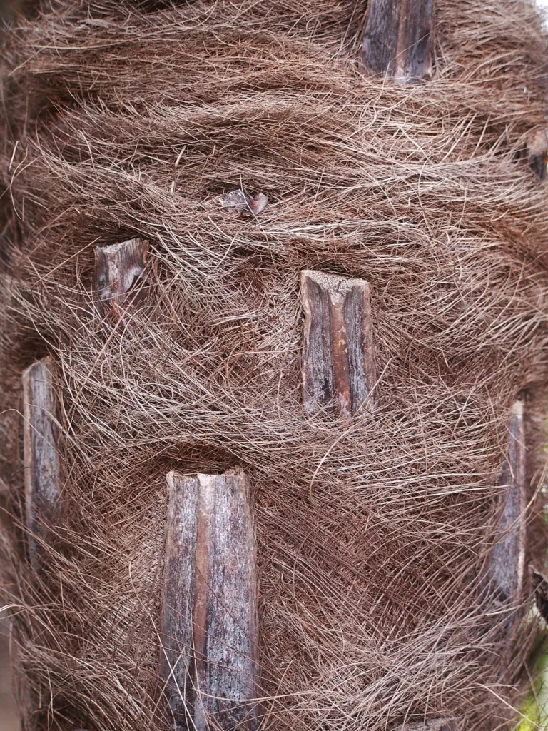 he Chusan palm (Trachycarpus fortunei) – in a garden setting, plant photo