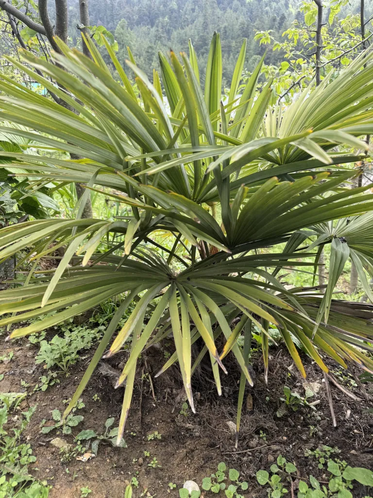he Chusan palm (Trachycarpus fortunei) – in its natural habitat, plant photo