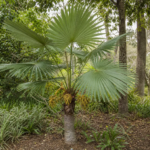 Trachycarpus latisectus – Pflanzenfoto