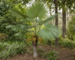 Trachycarpus latisectus – poradnik uprawy
