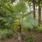 Trachycarpus latisectus care guide (Trachycarpus latisectus) – plant photo