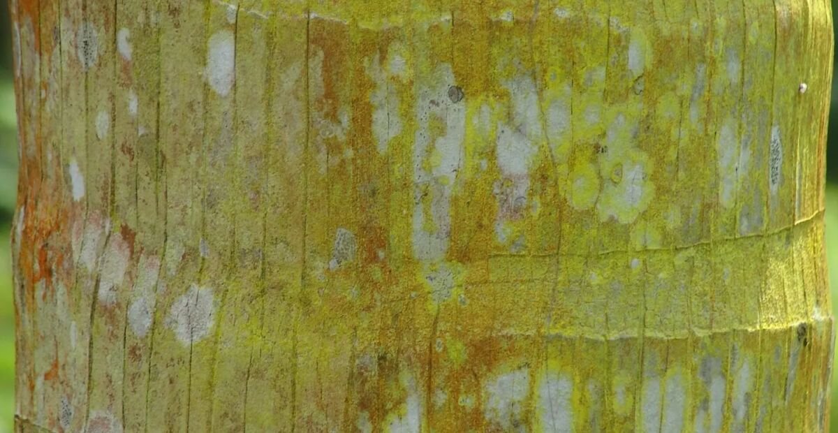 Veitchia arecina – fotografia rastliny