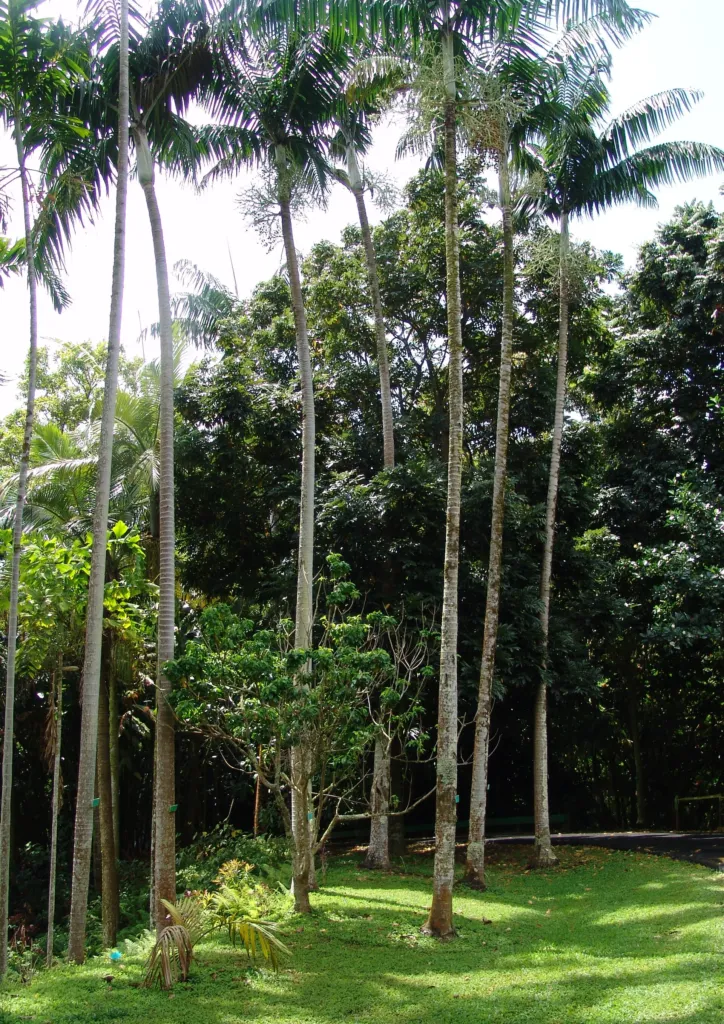 Veitchia arecina – in a garden setting, plant photo
