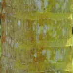 Veitchia arecina care guide (Veitchia arecina) – plant photo