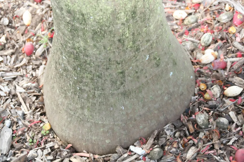 Veitchia arecina – in a garden setting, plant photo