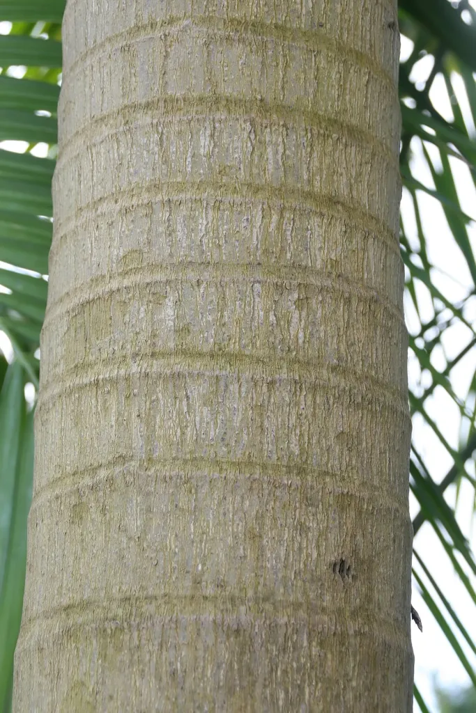 Veitchia arecina – in a garden setting, plant photo