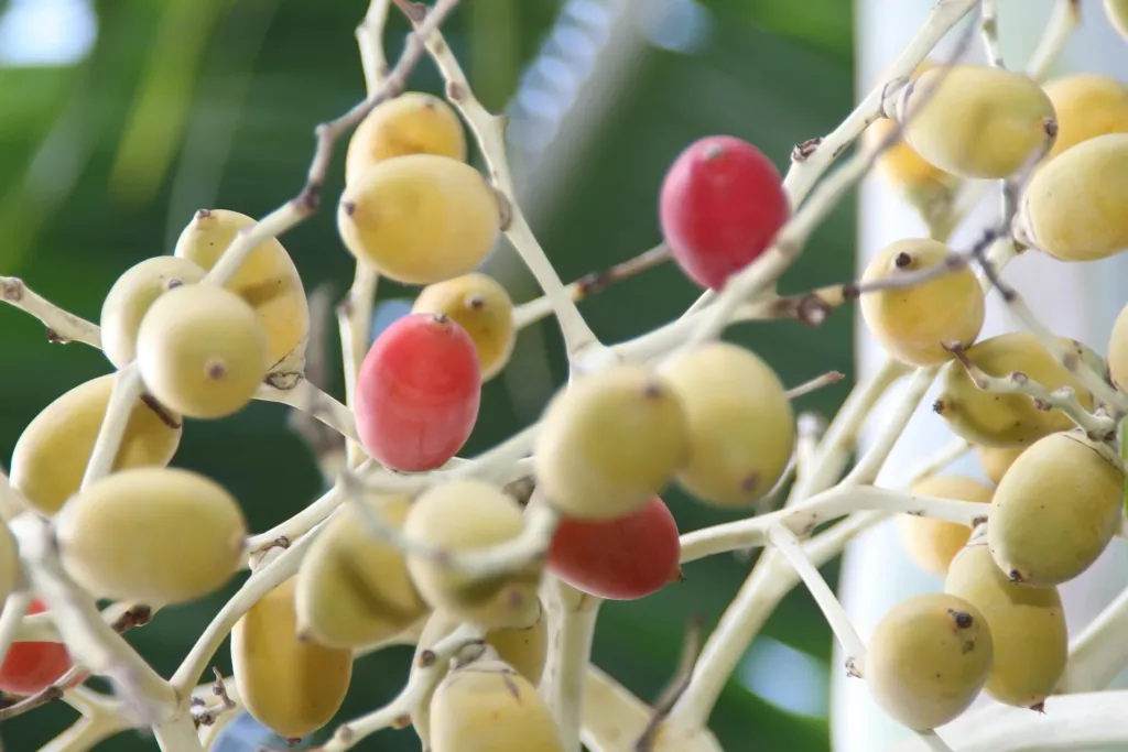 Veitchia arecina – in a garden setting, plant photo