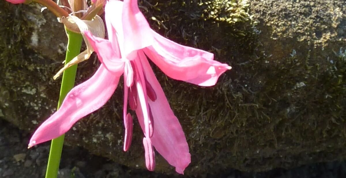 Veľkokvetá nerina (Nerine bowdenii) – fotografia rastliny