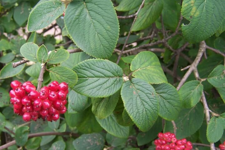 Viburnum lantana