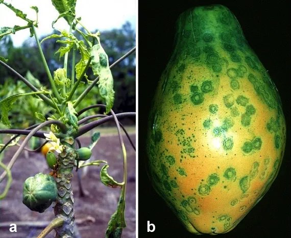 Virus della maculatura anulare della papaya