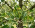 Virus della maculatura clorotica del melo