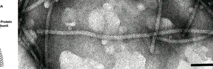 Virus della scanalatura del tronco del melo