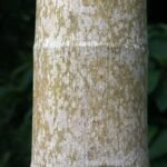 Wandelpalme (Socratea exorrhiza) – Pflanzenfoto