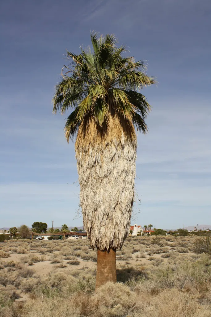 Palma wachlarzowata kalifornijska (Washingtonia filifera) – in a garden setting, plant photo