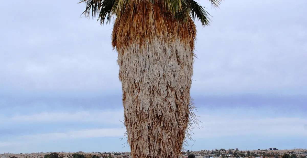 he California fan palm (Washingtonia filifera) – plant photo