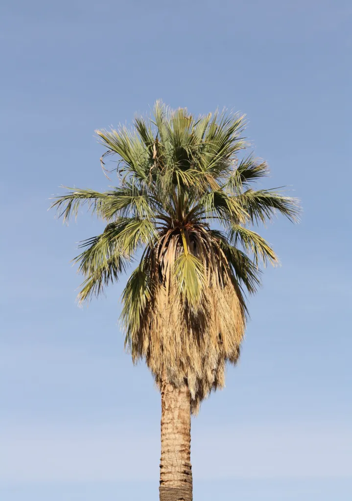 Palma wachlarzowata kalifornijska (Washingtonia filifera) – in a garden setting, plant photo