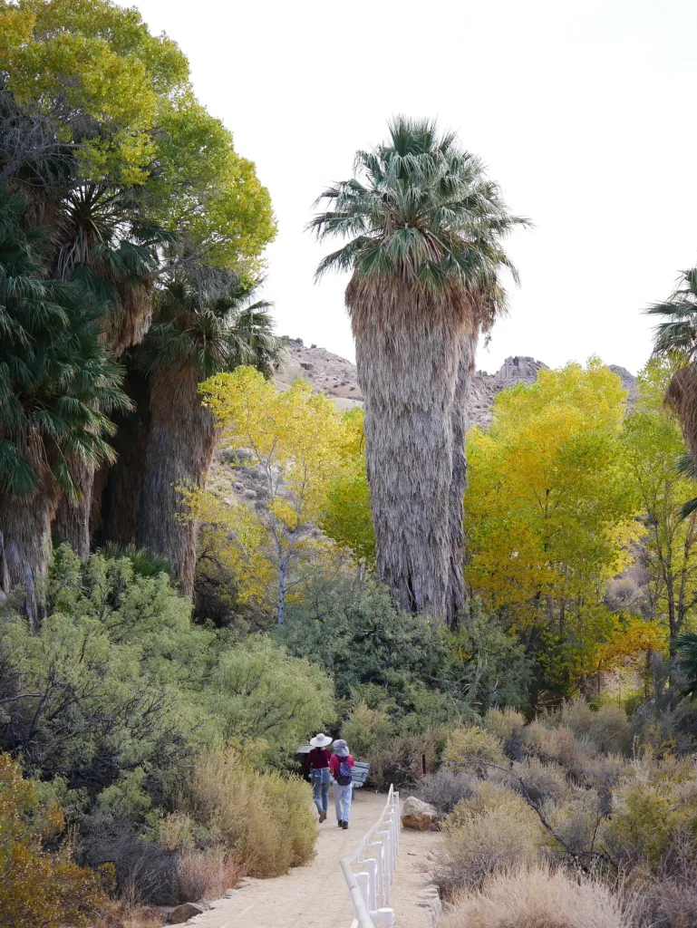 Palma wachlarzowata kalifornijska (Washingtonia filifera) – in a garden setting, plant photo
