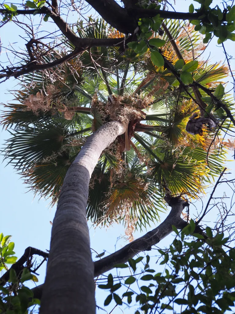 Washingtonia robusta – in a garden setting, plant photo