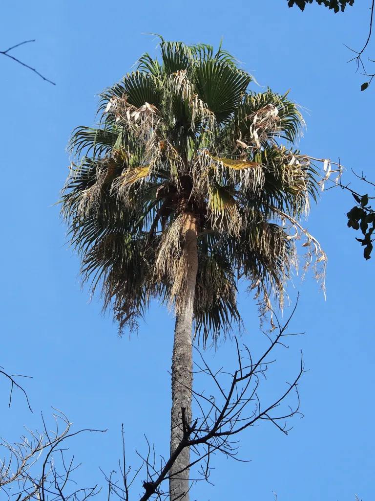 Washingtonia robusta – in a garden setting, plant photo