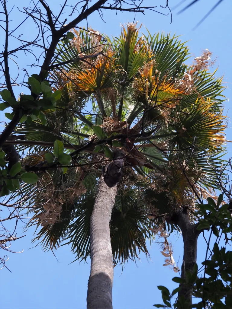 Washingtonia robusta – in a garden setting, plant photo