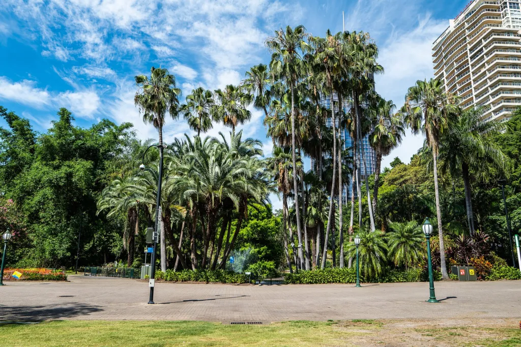 Washingtonia robusta – characteristic appearance, plant photo